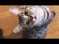 「へぇ」「ぅぇん」珍しくいっぱいお返事してくれる子猫