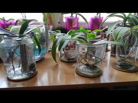 Video: Hydroponic Orchid Growing - Wie man Orchideen im Wasser anbaut