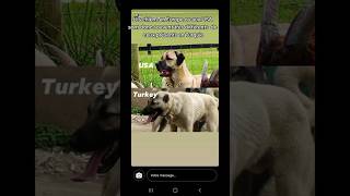 Enfin La Video Tant Promise Et Attendue Je Lespere La Difference Entre Kangals Et Bergers Danato