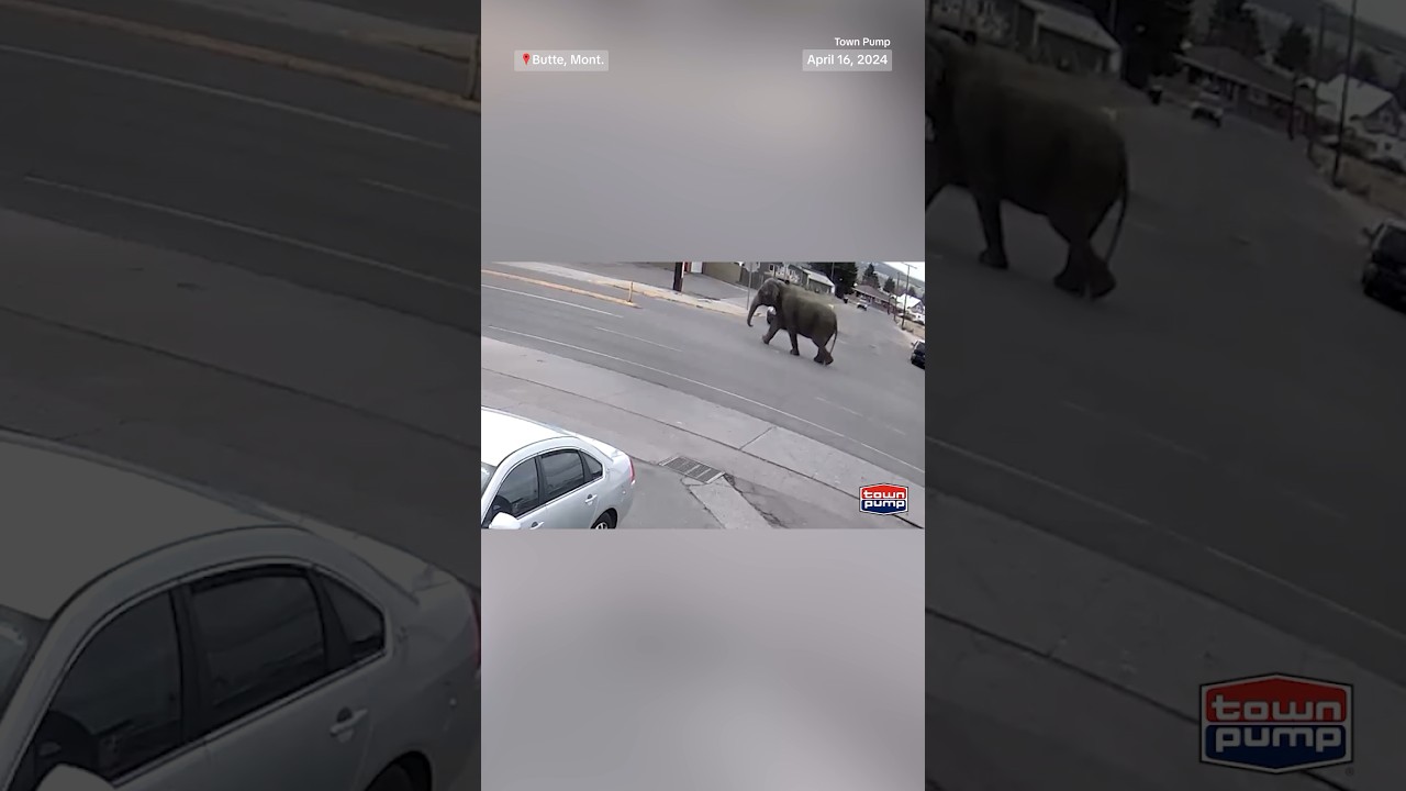 WATCH: Elephant escapes circus and wanders Montana streets WATCH: Elephant escapes circus and wanders Montana streets