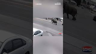 WATCH: Elephant escapes circus and wanders Montana streets
