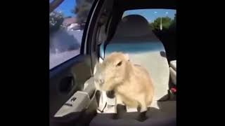 capybara ok i pull up Resimi