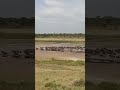 Great Migration In Lake Ndutu Ngorongoro Great Migration In Lake Ndutu Ngorongoro