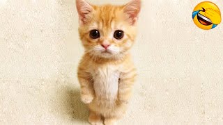 Funniest Cat Videos That Will Make You Laugh  Funny Cats and Dogs Videos