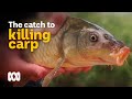 Battling to eliminate carp from Australian waterways 🐟 | Meet the Ferals Ep 9 | ABC Australia