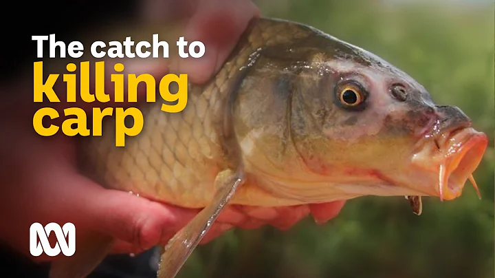 Battling to eliminate carp from Australian waterways 🐟 | Meet the Ferals Ep 9 | ABC Australia