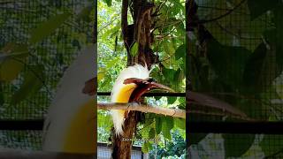 Bird Of Paradise #Shorts #Animals #Paradise