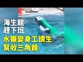 海生館趕下班 水獺變身工讀生幫收三角錐 - 可愛動物 - 國際新聞