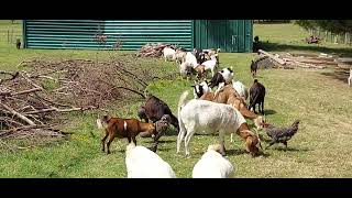 Goats, Ducks and Chickens enjoying some pears