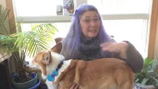 #455 IBD in Dogs - Conversations with a corgi Episode 455