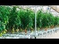 Proyectos de Alta Tecnología para Agricultura | NOVAGRIC