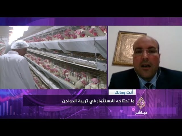أنت ومالك.. ما تحتاجه للاستثمار في تربية الدواجن