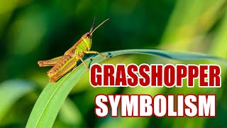 The Surprising Meaning of Grasshopper  Sign Meaning