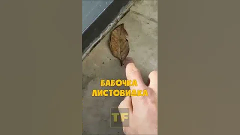 Бабочка листовидка. Не отличить от пожухлого листа