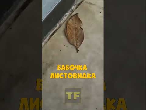 Видео: Какое животное бабочка?