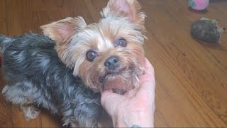 Rylies Adorable Morning Wake-Up Kong & Mommy Kisses Over Her Toys