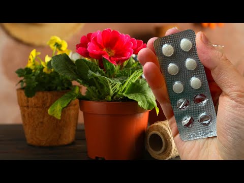 БЕСПЛАТНАЯ ПОДКОРМКА Для БЕШЕНОГО РОСТА Комнатных Растений!