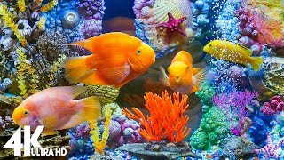 Aquarium 4K VIDEO (ULTRA HD) 🐠 Sea Animals With Relaxing Music - Rare & Colorful Sea Life Video by Peaceful Music 479,595 views 1 year ago 3 hours, 36 minutes