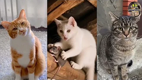 Watch the video about Funny 🤣 cute cats videos 2025🥰😺||BD animal lovers