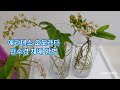 #이원난농원 #협찬 에리데스 오도라타 반수경재배방법& 플라스틱 망분에서 꺼내는 방법.  Orchid Aerides odorata semi-hydroponic.
