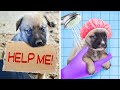 30+ DIY PET HACKS AND STORY ABOUT LONELY HOMELESS PUPPY