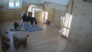 Хасята онлайн. Яника и разноцветное счастье.Husky Puppies LiveCam. Yanika and Colors of Happiness Хасята онлайн. Яника и разноцветное счастье.Husky Puppies LiveCam. Yanika and Colors of Happiness