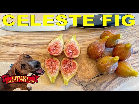 Vídeo: Celeste Fig Tree Info - Com cultivar les figues Celeste al jardí