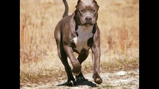 CLICK HERE : http://bit.ly/1sFQ558 is my dog training video website...