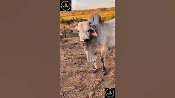 Sapi brahman #agro #sapipedaging #sapigemuk #sapimakan #animals