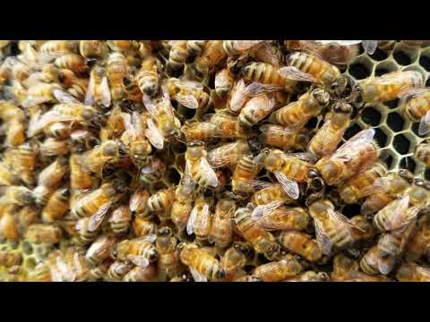 Video: How docile is honey bees?