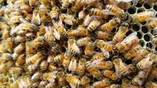Secret to raising calm non aggressive honey bees