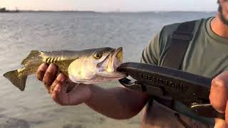 Speckled Trout Release Wade fishing Panama City, FL 2023