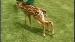 6-Legged Deer Attacked By Dog