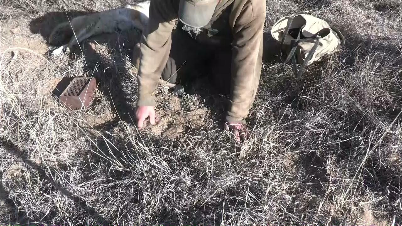 Using Drags on the Coyote Trap Line YouTube