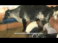 JORNAL PARANAÍBA - Vaca bate recorde mundial em torneio leiteiro