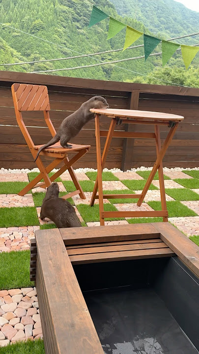 Rejoicing Otters at the Completion of the Terrace😍😍 #shorts #aty #otter #WaterSausage