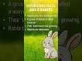 rabbit