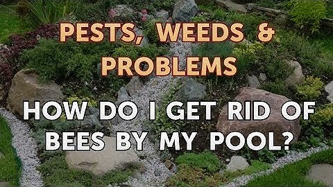 How do I Get Rid of Bees by My Pool?