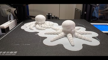 [Timelapse] Cute Mini Octopus