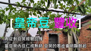 [皇帝豆種植]06 採收時機採收順序可短期增加產量又免增肥單純 ... 