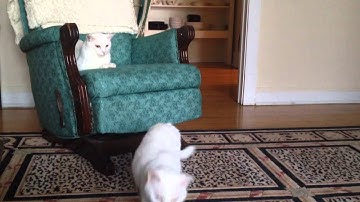 What are you doing, Bianca? Nothing.... White Cats