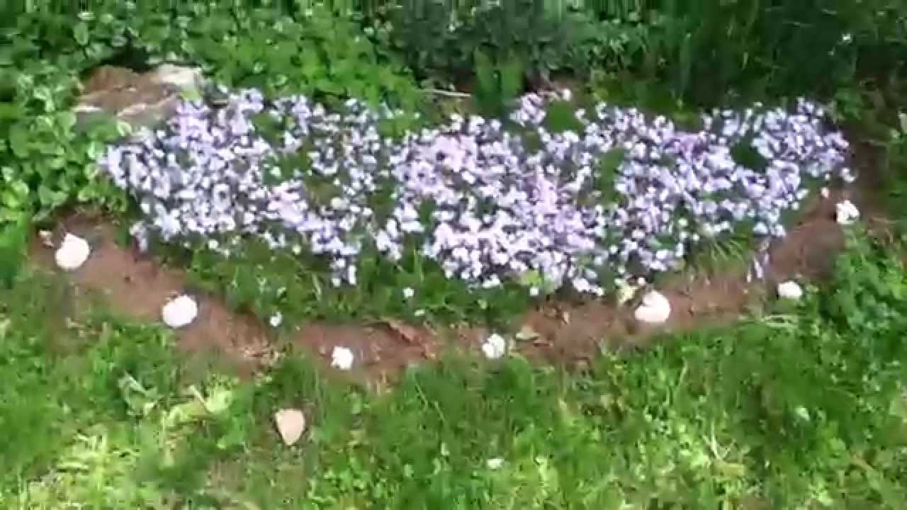 Blue Creeping Phlox An Excellent Full Sun Groundcover And Showy Blue Creeping Phlox An Excellent Full Sun Groundcover And Showy Spring Flower