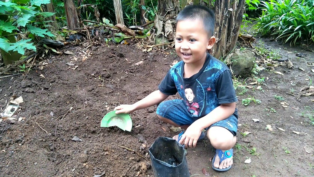 Cara menanam terong(khudzafah al sahmi) 