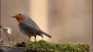 Relaxing Suratul Al-Nas |Sahl Yasin| Quran is a cure