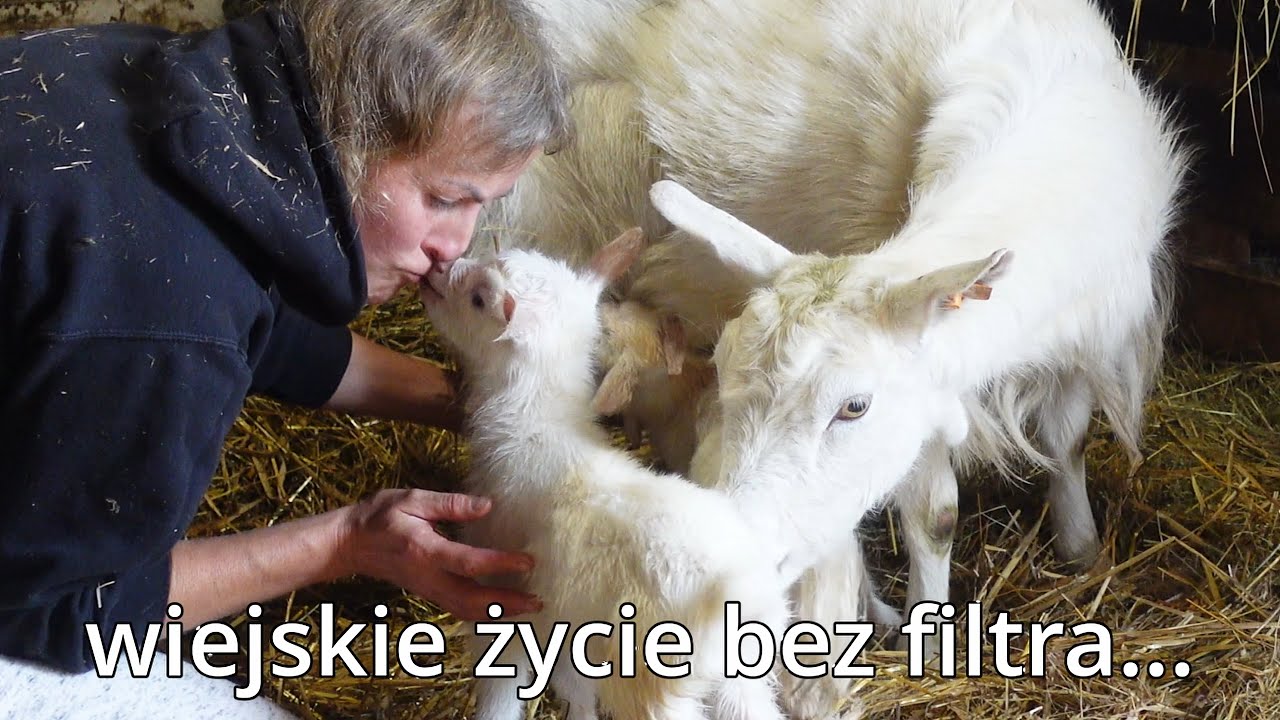 Koźlaki, pszczoły i mirabelki | Wiejskie życie bez filtra