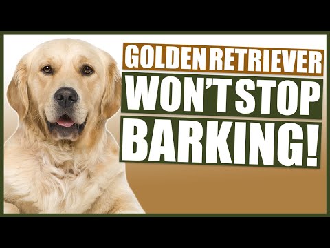 Como parar o seu Golden Retriever Barking