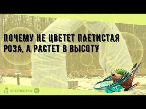 Почему не цветет плетистая роза, а растет в высоту