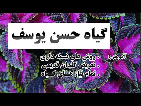 تصویری: نحوه تهیه گل از خز