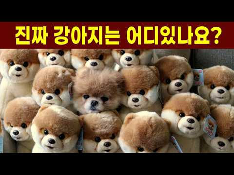 5초 안에 진짜 강아지를 찾으면 관찰력 천재