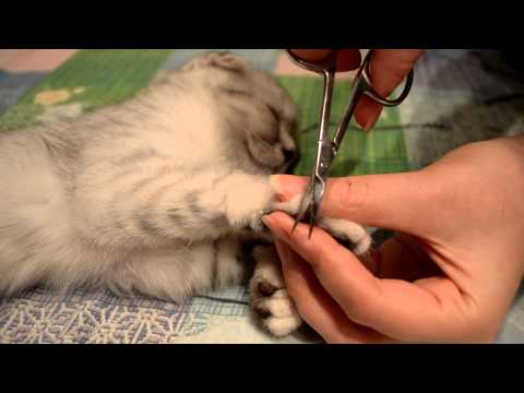 How To Cut Cat's Nails - Как подстричь ногти котенку